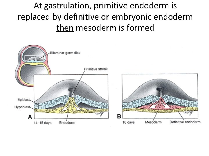 At gastrulation, primitive endoderm is replaced by definitive or embryonic endoderm then mesoderm is