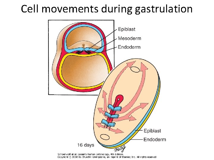 Cell movements during gastrulation 