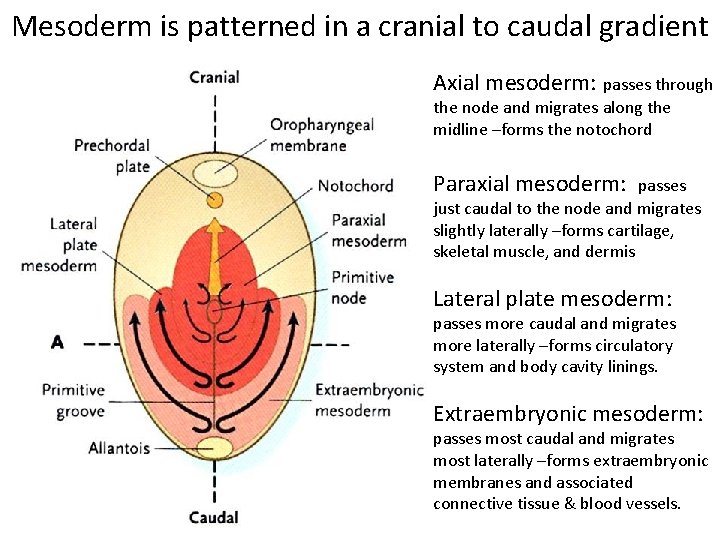 Mesoderm is patterned in a cranial to caudal gradient Axial mesoderm: passes through the