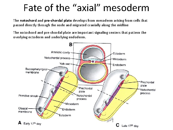 Fate of the “axial” mesoderm The notochord and pre-chordal plate develops from mesoderm arising