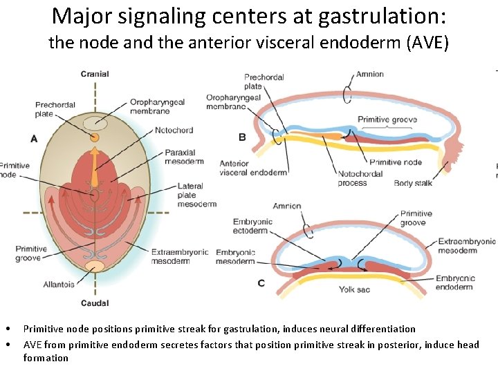 Major signaling centers at gastrulation: the node and the anterior visceral endoderm (AVE) •