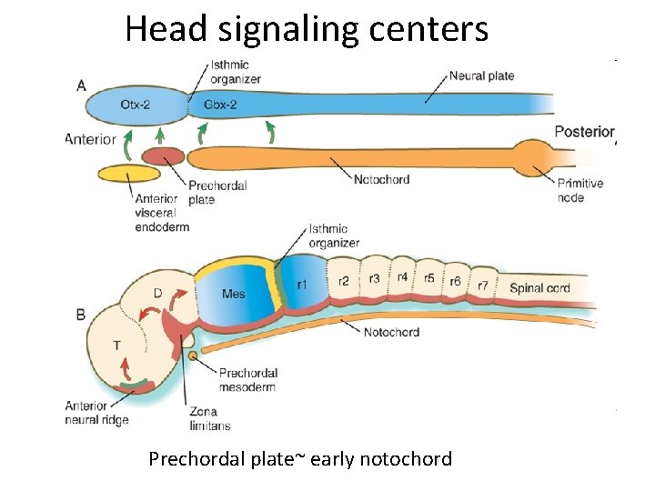 Head signaling centers Prechordal plate~ early notochord 