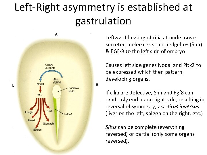 Left-Right asymmetry is established at gastrulation Leftward beating of cilia at node moves secreted