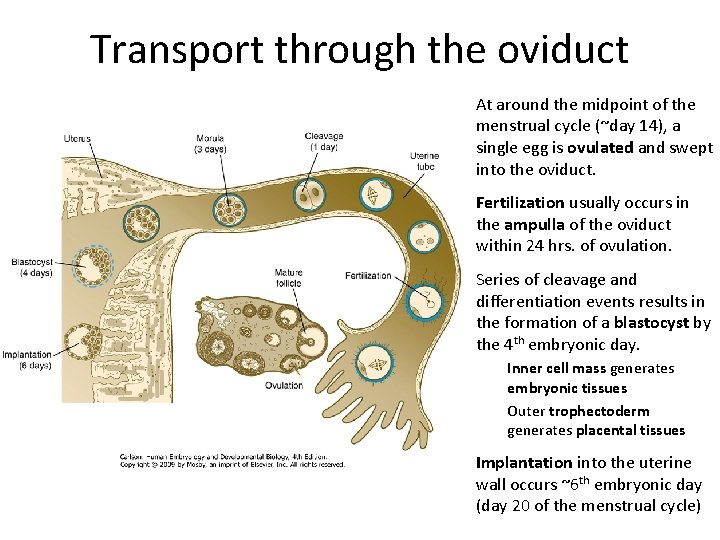 Transport through the oviduct At around the midpoint of the menstrual cycle (~day 14),