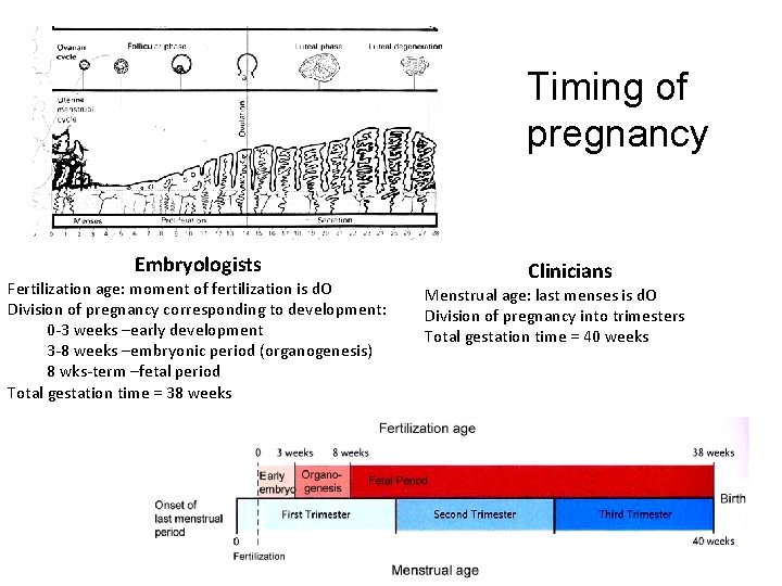 Timing of pregnancy Embryologists Fertilization age: moment of fertilization is d. O Division of