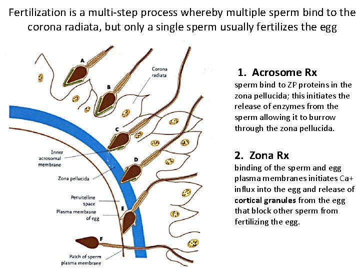 Fertilization is a multi-step process whereby multiple sperm bind to the corona radiata, but