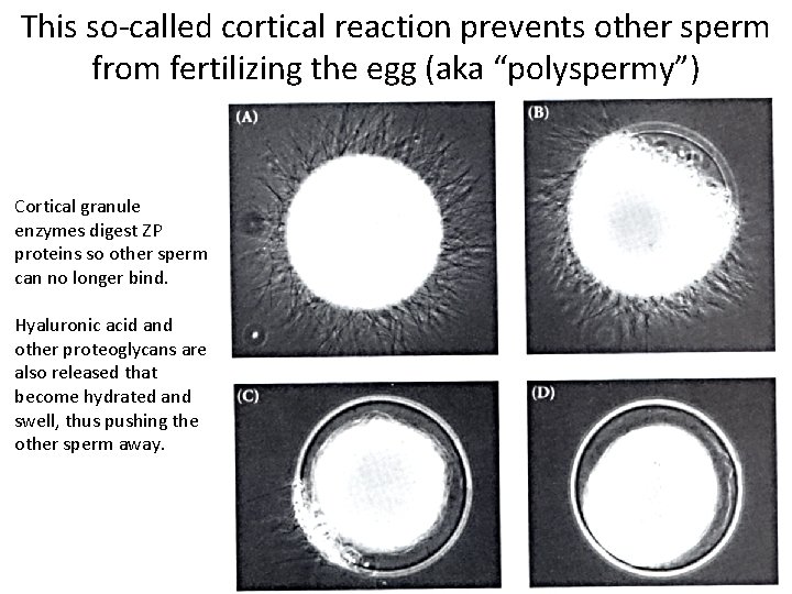 This so-called cortical reaction prevents other sperm from fertilizing the egg (aka “polyspermy”) Cortical