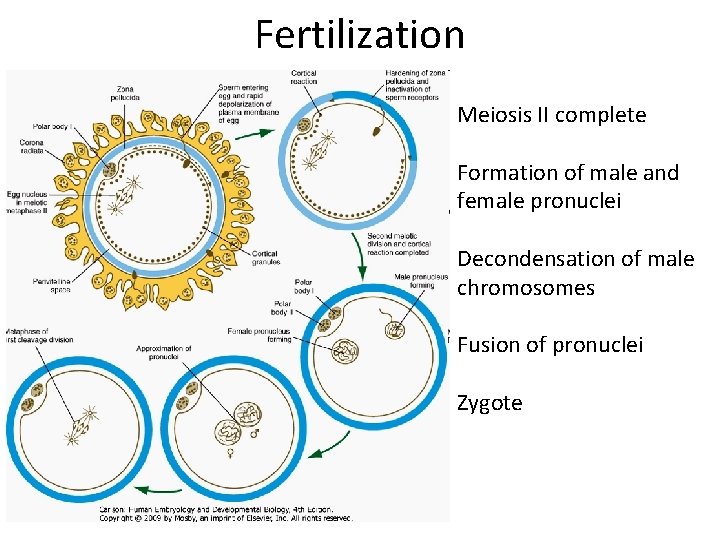 Fertilization Meiosis II complete Formation of male and female pronuclei Decondensation of male chromosomes