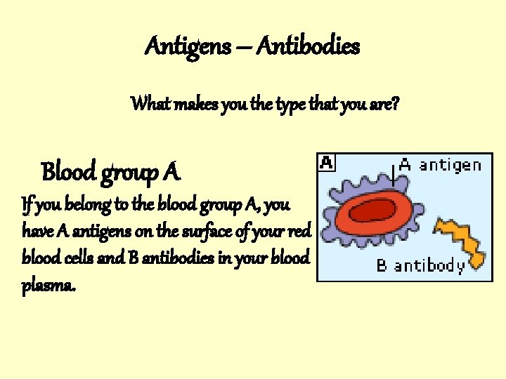 Antigens – Antibodies What makes you the type that you are? Blood group A