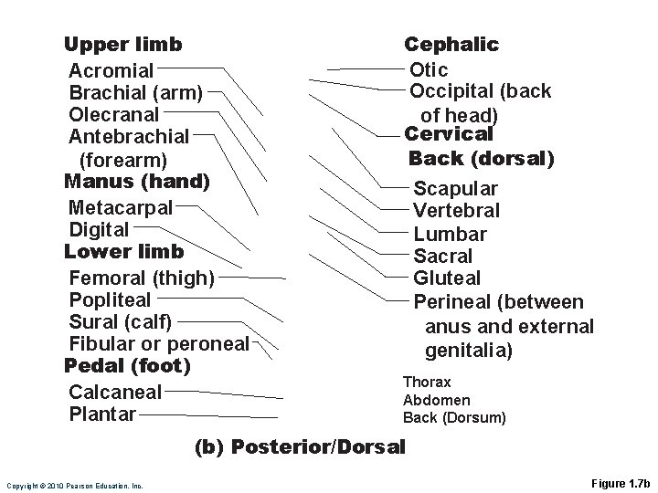 Upper limb Acromial Brachial (arm) Olecranal Antebrachial (forearm) Manus (hand) Metacarpal Digital Lower limb