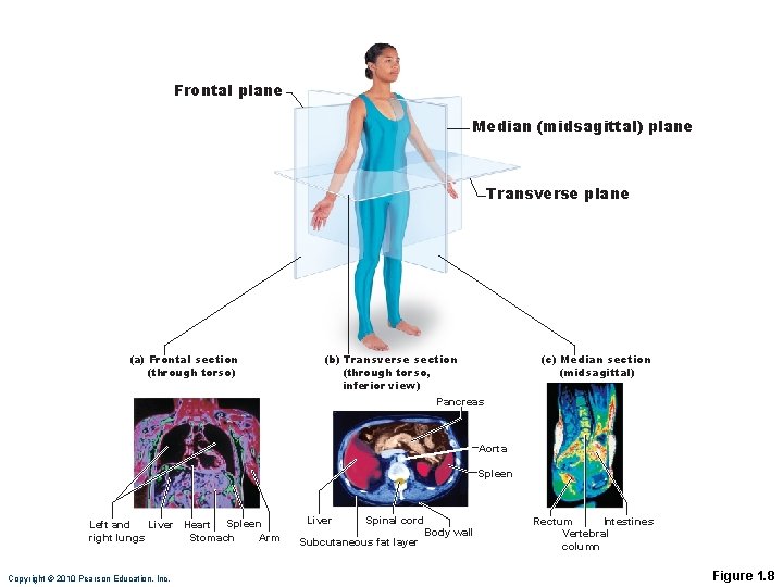 Frontal plane Median (midsagittal) plane Transverse plane (a) Frontal section (through torso) (b) Transverse