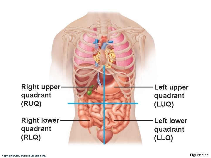 Right upper quadrant (RUQ) Left upper quadrant (LUQ) Right lower quadrant (RLQ) Left lower