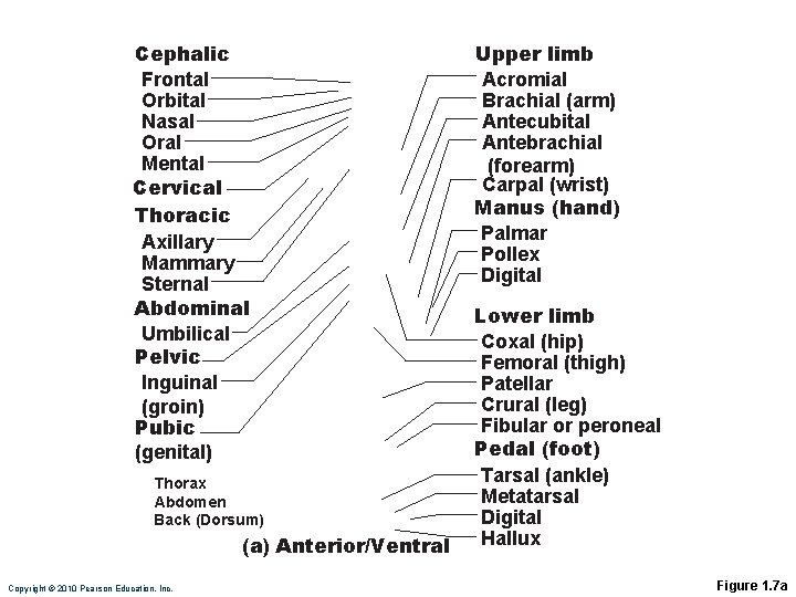 Cephalic Frontal Orbital Nasal Oral Mental Cervical Thoracic Axillary Mammary Sternal Abdominal Umbilical Pelvic