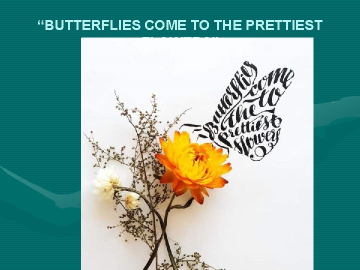 “BUTTERFLIES COME TO THE PRETTIEST FLOWERS” 