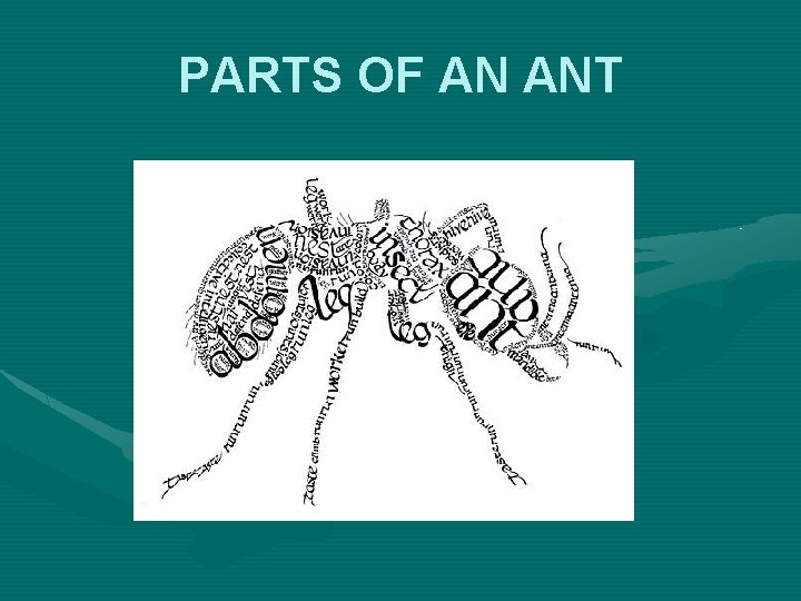 PARTS OF AN ANT 