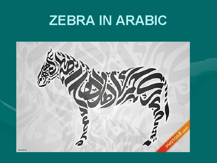 ZEBRA IN ARABIC 