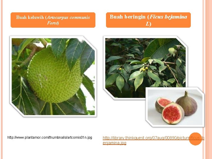 Buah keluwih (Artocarpus communis Forst) http: //www. plantamor. com/thumbnails/artcomis 01 n. jpg Buah beringin