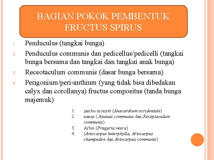 BAGIAN POKOK PEMBENTUK FRUCTUS SPIRUS 1. 2. 3. 4. Penduculus (tangkai bunga) Penduculus communis