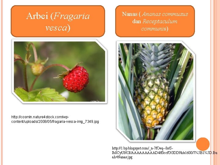 Arbei (Fragaria vesca) Nanas ( Ananas commusus dan Receptaculum communis) http: //cosmln. nature 4