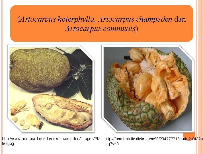 (Artocarpus heterphylla, Artocarpus champeden dan Artocarpus communis) http: //www. hort. purdue. edu/newcrop/morton/images/Pla te 6.