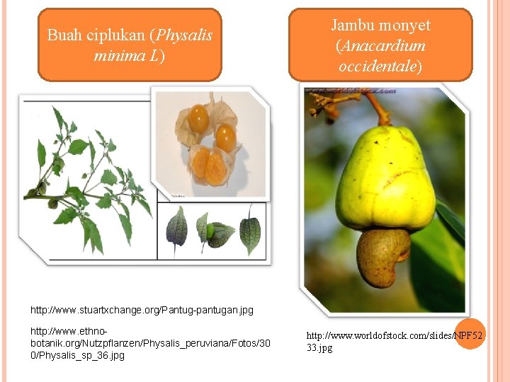 Buah ciplukan (Physalis minima L) Jambu monyet (Anacardium occidentale) http: //www. stuartxchange. org/Pantug-pantugan. jpg