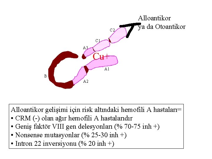 Y C 2 Alloantikor ya da Otoantikor C 1 A 3 A 1 B