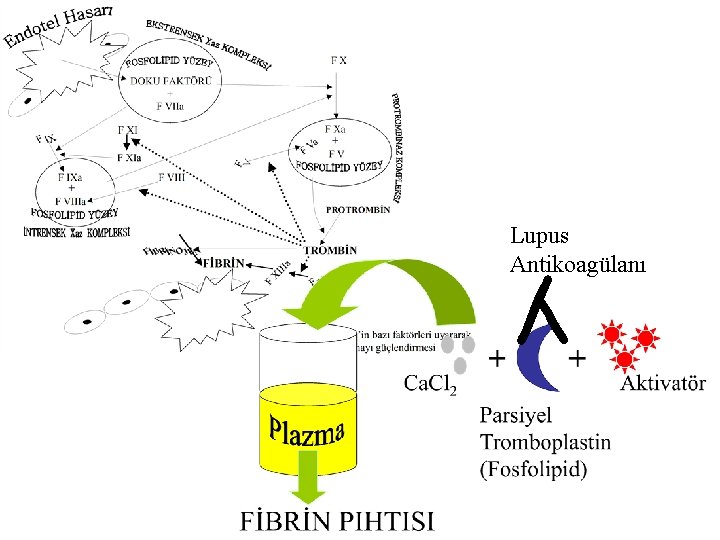 Lupus Antikoagülanı Y 