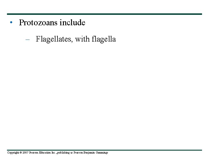  • Protozoans include – Flagellates, with flagella Copyright © 2007 Pearson Education Inc.