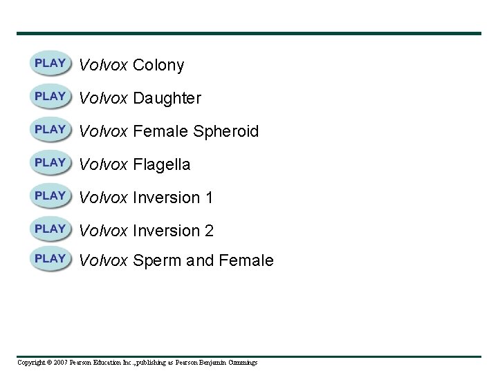 Volvox Colony Volvox Daughter Volvox Female Spheroid Volvox Flagella Volvox Inversion 1 Volvox Inversion