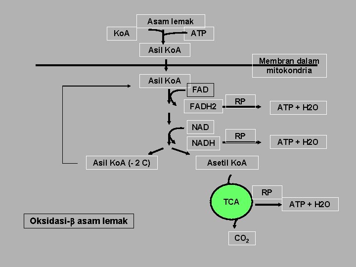 Asam lemak Ko. A ATP Asil Ko. A Membran dalam mitokondria Asil Ko. A