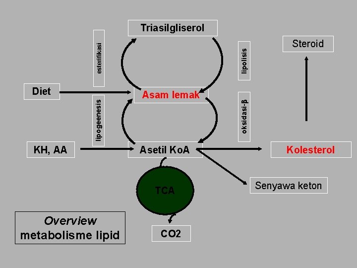 KH, AA Asam lemak Asetil Ko. A TCA Overview metabolisme lipid CO 2 Steroid