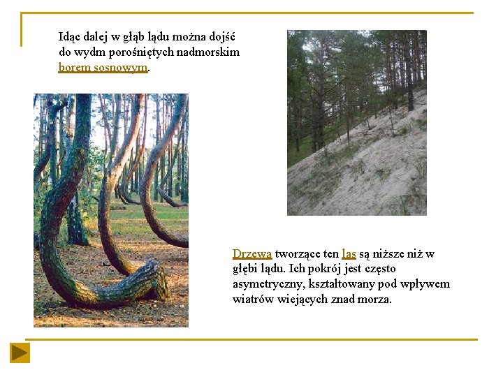 Idąc dalej w głąb lądu można dojść do wydm porośniętych nadmorskim borem sosnowym. Drzewa