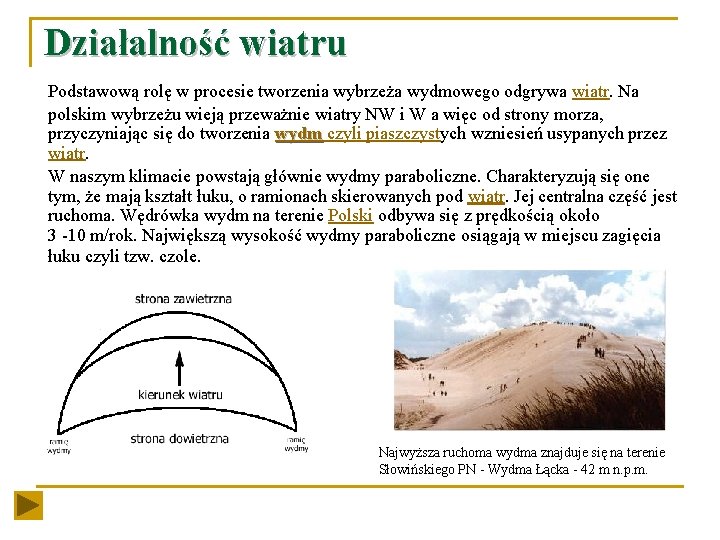 Działalność wiatru Podstawową rolę w procesie tworzenia wybrzeża wydmowego odgrywa wiatr. Na polskim wybrzeżu