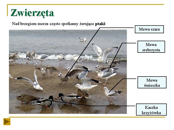 Zwierzęta Nad brzegiem morza często spotkamy żerujące ptaki: ptaki Mewa szara Mewa srebrzysta Mewa