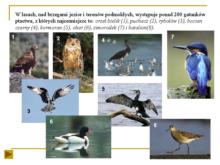 W lasach, nad brzegami jezior i terenów podmokłych, występuje ponad 200 gatunków ptactwa, z