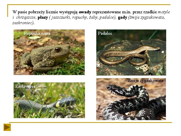 W pasie pobrzeży licznie występują owady reprezentowane m. in. przez rzadkie motyle i chrząszcze,