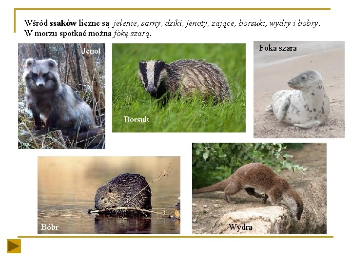 Wśród ssaków liczne są jelenie, sarny, dziki, jenoty, zające, borsuki, wydry i bobry. W