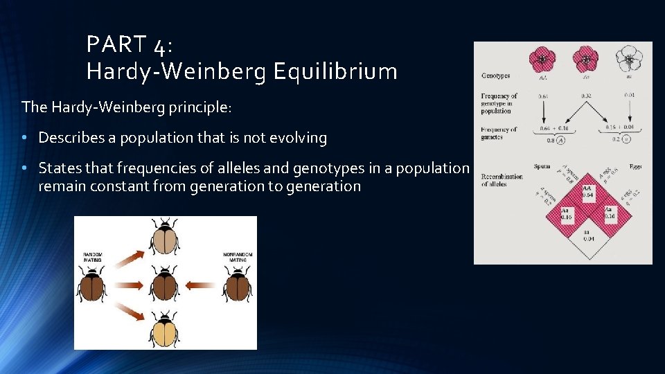 PART 4: Hardy-Weinberg Equilibrium The Hardy-Weinberg principle: • Describes a population that is not