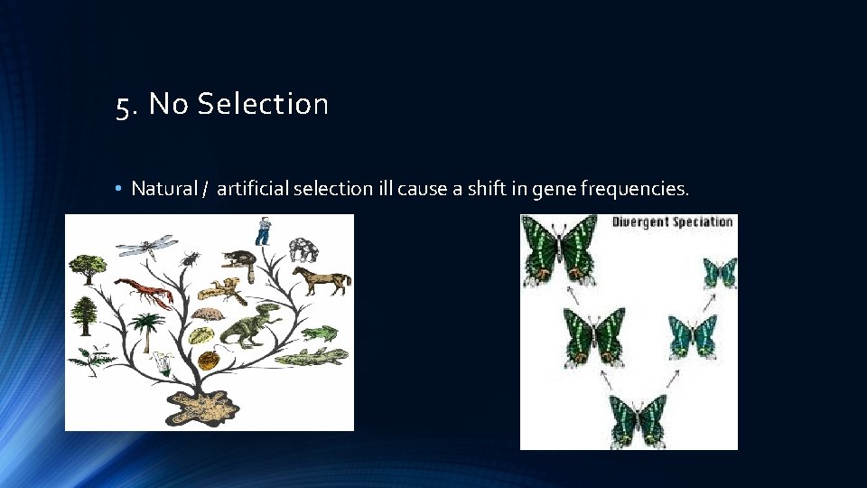 5. No Selection • Natural / artificial selection ill cause a shift in gene