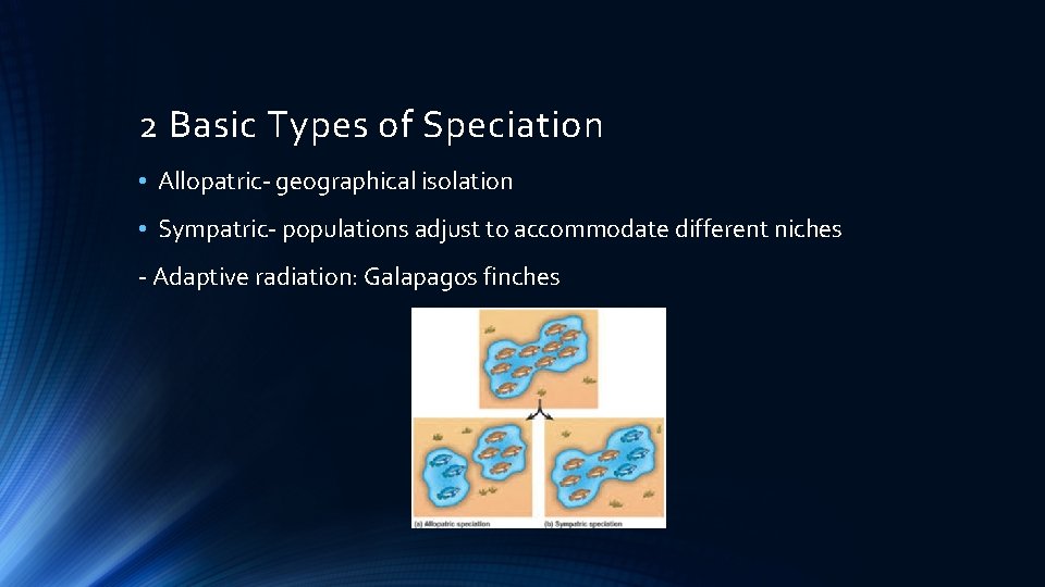 2 Basic Types of Speciation • Allopatric- geographical isolation • Sympatric- populations adjust to