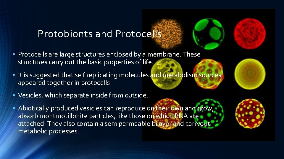 Protobionts and Protocells • Protocells are large structures enclosed by a membrane. These structures