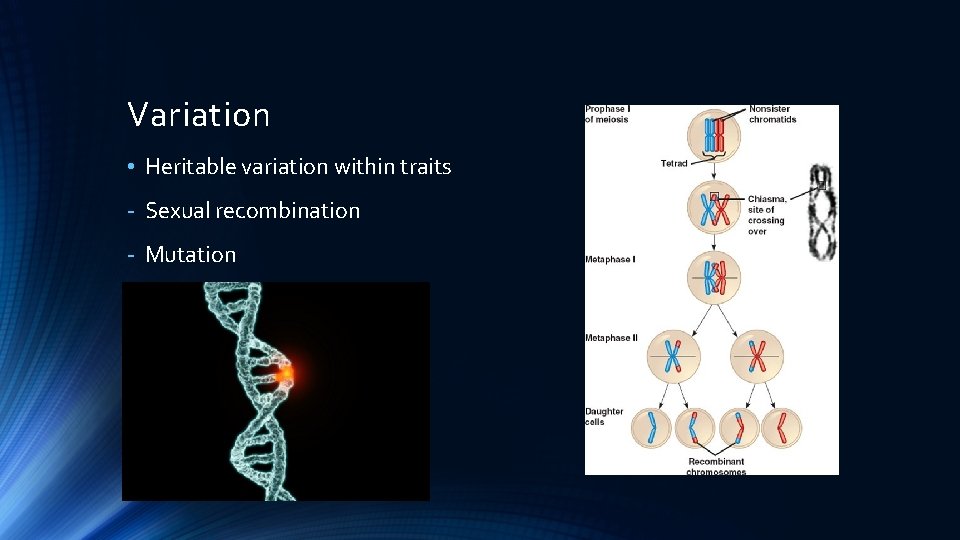 Variation • Heritable variation within traits - Sexual recombination - Mutation 