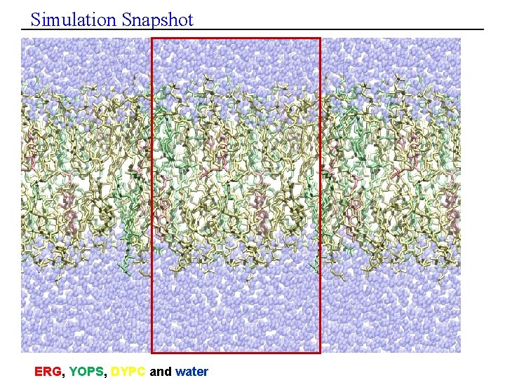 Simulation Snapshot ERG, YOPS, DYPC and water 