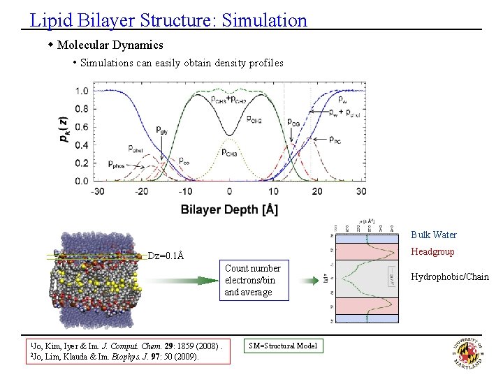 Lipid Bilayer Structure: Simulation w Molecular Dynamics • Simulations can easily obtain density profiles