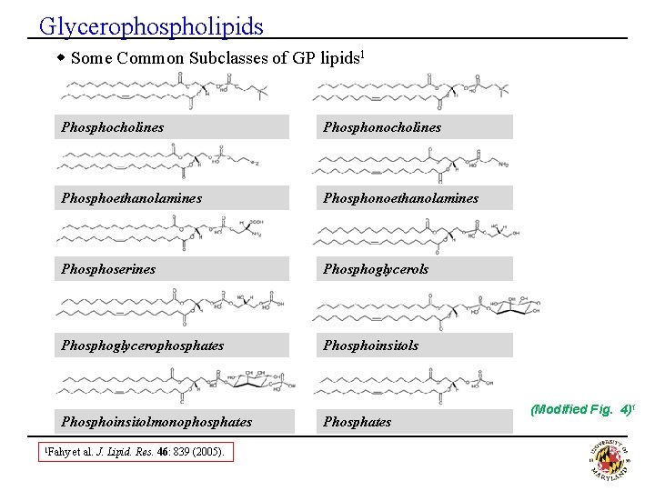 Glycerophospholipids w Some Common Subclasses of GP lipids 1 Phosphocholines Phosphonocholines Phosphoethanolamines Phosphonoethanolamines Phosphoserines