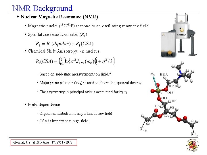 NMR Background w Nuclear Magnetic Resonance (NMR) • Magnetic nuclei (13 C/31 P) respond
