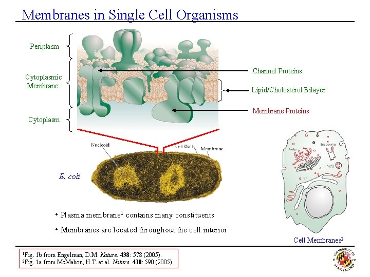 Membranes in Single Cell Organisms Periplasm Cytoplasmic Membrane Channel Proteins Lipid/Cholesterol Bilayer Membrane Proteins