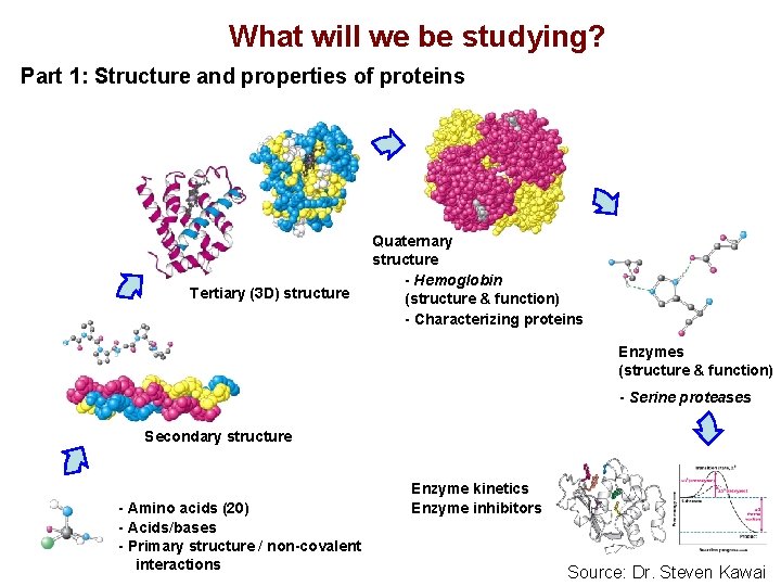 What will we be studying? Part 1: Structure and properties of proteins Tertiary (3