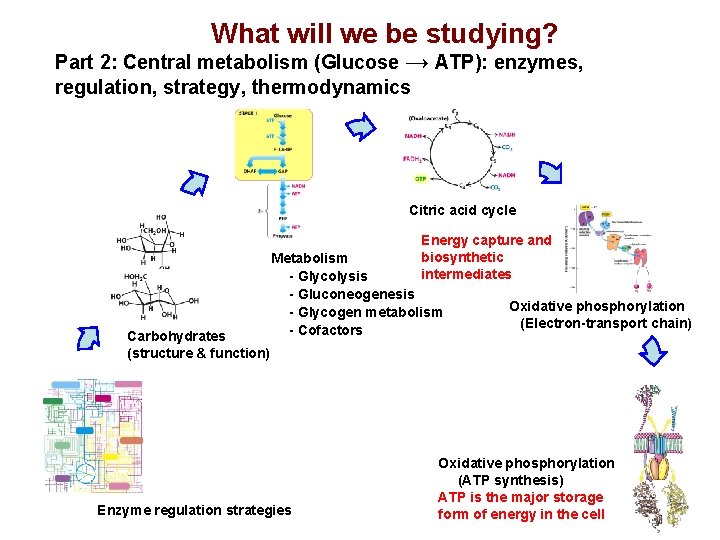 What will we be studying? Part 2: Central metabolism (Glucose → ATP): enzymes, regulation,
