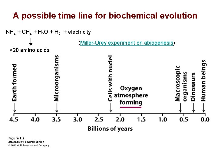 A possible time line for biochemical evolution NH 4 + CH 4 + H